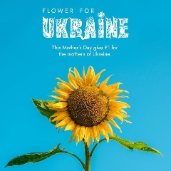 Sunflower for Ukraine